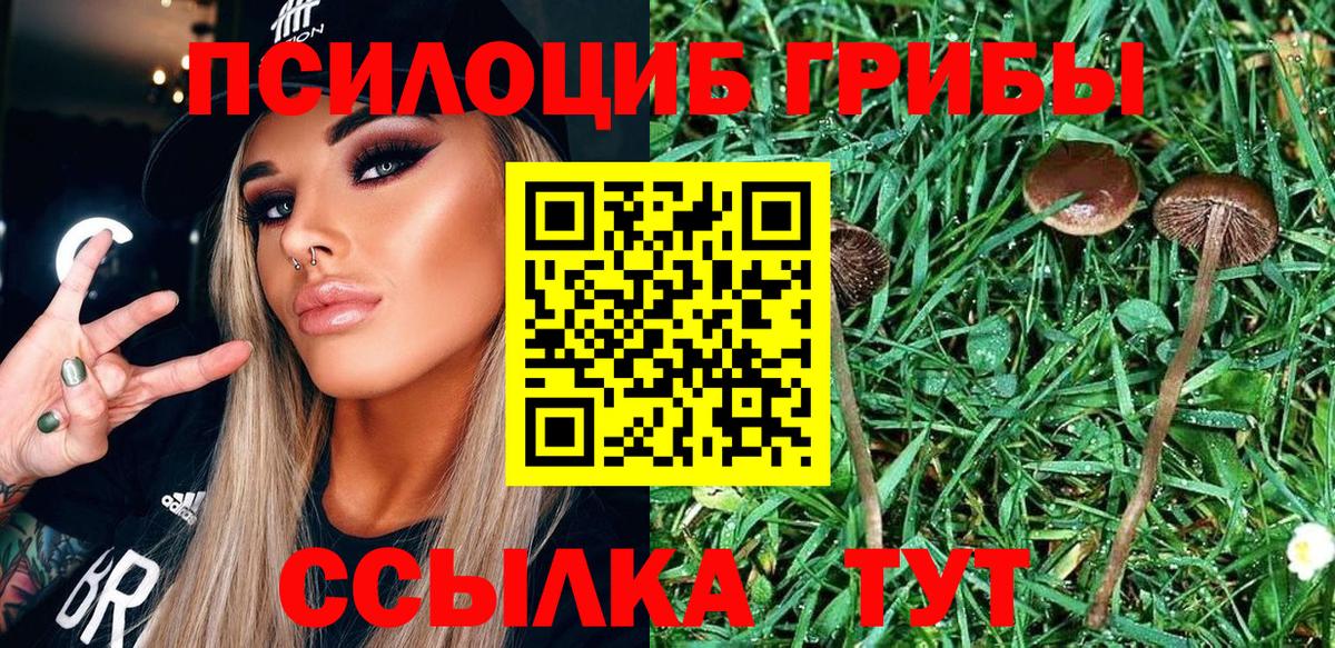 Псилоцибиновые грибы Psilocybe Балашиха